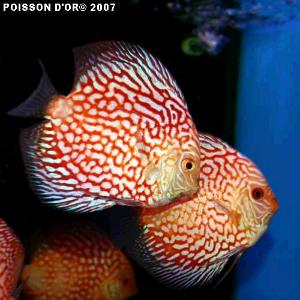 ��������� �������